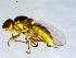  (Chlorops subniger - 10PROBE-09491)  @13 [ ] CreativeCommons - Attribution (2011) CBG Photography Group Centre for Biodiversity Genomics