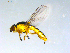  ( - 10PROBE-09545)  @13 [ ] CreativeCommons - Attribution (2011) CBG Photography Group Centre for Biodiversity Genomics