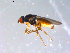  ( - 10PROBE-11400)  @13 [ ] CreativeCommons - Attribution (2011) CBG Photography Group Centre for Biodiversity Genomics