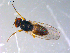  ( - 10PROBE-11411)  @13 [ ] CreativeCommons - Attribution (2011) CBG Photography Group Centre for Biodiversity Genomics