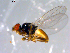  ( - 10PROBE-11416)  @13 [ ] CreativeCommons - Attribution (2011) CBG Photography Group Centre for Biodiversity Genomics