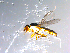  ( - 10PROBE-11431)  @12 [ ] CreativeCommons - Attribution (2011) CBG Photography Group Centre for Biodiversity Genomics