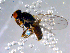  ( - 10PROBE-11432)  @13 [ ] CreativeCommons - Attribution (2011) CBG Photography Group Centre for Biodiversity Genomics