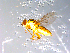  (Chlorops sp. TAW3 - 10PROBE-11434)  @12 [ ] CreativeCommons - Attribution (2011) CBG Photography Group Centre for Biodiversity Genomics