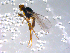  ( - 10PROBE-11435)  @13 [ ] CreativeCommons - Attribution (2011) CBG Photography Group Centre for Biodiversity Genomics