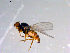  ( - 10PROBE-11443)  @13 [ ] CreativeCommons - Attribution (2011) CBG Photography Group Centre for Biodiversity Genomics