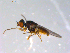  ( - 10PROBE-11446)  @13 [ ] CreativeCommons - Attribution (2011) CBG Photography Group Centre for Biodiversity Genomics