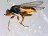  ( - 10PROBE-11449)  @13 [ ] CreativeCommons - Attribution (2011) CBG Photography Group Centre for Biodiversity Genomics