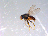  ( - 10PROBE-11458)  @14 [ ] CreativeCommons - Attribution (2011) CBG Photography Group Centre for Biodiversity Genomics