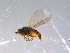  ( - 10PROBE-11459)  @13 [ ] CreativeCommons - Attribution (2011) CBG Photography Group Centre for Biodiversity Genomics