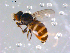  ( - 10PROBE-11470)  @12 [ ] CreativeCommons - Attribution (2011) CBG Photography Group Centre for Biodiversity Genomics