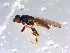  ( - 10PROBE-11476)  @13 [ ] CreativeCommons - Attribution (2011) CBG Photography Group Centre for Biodiversity Genomics