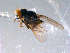  ( - 10PROBE-11479)  @13 [ ] CreativeCommons - Attribution (2011) CBG Photography Group Centre for Biodiversity Genomics