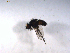  ( - 07PROBE-JW0446)  @12 [ ] CreativeCommons - Attribution (2010) Unspecified Centre for Biodiversity Genomics