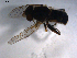  ( - 07PROBE-JW0480)  @13 [ ] CreativeCommons - Attribution (2010) Unspecified Centre for Biodiversity Genomics
