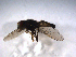  ( - 07PROBE-JW0484)  @12 [ ] CreativeCommons - Attribution (2010) Unspecified Centre for Biodiversity Genomics