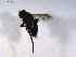  ( - 07PROBE-JW0567)  @12 [ ] CreativeCommons - Attribution (2010) Unspecified Centre for Biodiversity Genomics