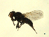  (Lonchaea sp. TAW6 - 07PROBE-JW0626)  @12 [ ] CreativeCommons - Attribution (2010) Unspecified Centre for Biodiversity Genomics