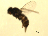  (Neophyllomyza sp. TAW1 - 07PROBE-JW0930)  @12 [ ] CreativeCommons - Attribution (2010) Unspecified Centre for Biodiversity Genomics