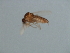  (Forcipomyia cf. acidicola - 07PROBE-JW0879)  @13 [ ] CreativeCommons - Attribution (2010) Unspecified Centre for Biodiversity Genomics