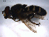  ( - 07PROBE-JW0952)  @12 [ ] CreativeCommons - Attribution (2010) Unspecified Centre for Biodiversity Genomics