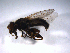  ( - 07PROBE-JW0971)  @12 [ ] CreativeCommons - Attribution (2010) Unspecified Centre for Biodiversity Genomics