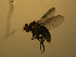  ( - 07PROBE-JW1115)  @12 [ ] CreativeCommons - Attribution (2010) Unspecified Centre for Biodiversity Genomics