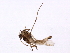  ( - 09PROBE-JW0291)  @13 [ ] CreativeCommons - Attribution (2010) CBG Photography Group Centre for Biodiversity Genomics