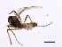  ( - 09PROBE-JW0295)  @13 [ ] CreativeCommons - Attribution (2010) CBG Photography Group Centre for Biodiversity Genomics