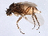  ( - 09PROBE-JW0334)  @13 [ ] CreativeCommons - Attribution (2010) CBG Photography Group Centre for Biodiversity Genomics