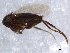  ( - 09PROBE-JW0335)  @12 [ ] CreativeCommons - Attribution (2010) CBG Photography Group Centre for Biodiversity Genomics