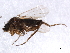  ( - 09PROBE-JW0340)  @13 [ ] CreativeCommons - Attribution (2010) CBG Photography Group Centre for Biodiversity Genomics
