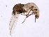  ( - 09PROBE-JW0351)  @13 [ ] CreativeCommons - Attribution (2010) CBG Photography Group Centre for Biodiversity Genomics