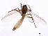  ( - 09PROBE-JW0380)  @13 [ ] CreativeCommons - Attribution (2010) CBG Photography Group Centre for Biodiversity Genomics
