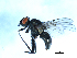  ( - 09PROBE-JW0004)  @13 [ ] CreativeCommons - Attribution (2010) Unspecified Centre for Biodiversity Genomics