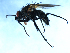  ( - 09PROBE-JW0009)  @14 [ ] CreativeCommons - Attribution (2010) Unspecified Centre for Biodiversity Genomics
