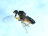  ( - 09PROBE-JW0013)  @13 [ ] CreativeCommons - Attribution (2010) Unspecified Centre for Biodiversity Genomics