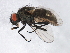 ( - 09PROBE-JW0021)  @13 [ ] CreativeCommons - Attribution (2010) CBG Photography Group Centre for Biodiversity Genomics