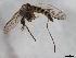  ( - 09PROBE-JW0055)  @13 [ ] CreativeCommons - Attribution (2010) CBG Photography Group Centre for Biodiversity Genomics