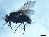  ( - 09PROBE-JW0250)  @13 [ ] CreativeCommons - Attribution (2010) Unspecified Centre for Biodiversity Genomics