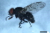  ( - 09PROBE-JW0263)  @12 [ ] CreativeCommons - Attribution (2010) CBG Photography Group Centre for Biodiversity Genomics