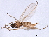  ( - 09PROBE-JW0528)  @12 [ ] CreativeCommons - Attribution (2010) CBG Photography Group Centre for Biodiversity Genomics