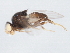  ( - 09PROBE-JW0674)  @12 [ ] CreativeCommons - Attribution (2010) CBG Photography Group Centre for Biodiversity Genomics