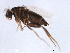  ( - 09PROBE-JW0699)  @13 [ ] CreativeCommons - Attribution (2010) CBG Photography Group Centre for Biodiversity Genomics