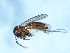  (Phronia sp. CJB11 - 09PROBE-JW0717)  @13 [ ] CreativeCommons - Attribution (2010) Unspecified Centre for Biodiversity Genomics