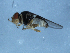  ( - 09PROBE-JW0723)  @12 [ ] CreativeCommons - Attribution (2010) Unspecified Centre for Biodiversity Genomics