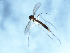  ( - 09PROBE-JW0754)  @12 [ ] CreativeCommons - Attribution (2010) Unspecified Centre for Biodiversity Genomics