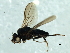  ( - 09PROBE-JW1331)  @11 [ ] CreativeCommons - Attribution (2010) CBG Photography Group Centre for Biodiversity Genomics