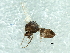  ( - 09PROBE-JW1335)  @13 [ ] CreativeCommons - Attribution (2010) CBG Photography Group Centre for Biodiversity Genomics