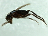  ( - 09PROBE-JW1391)  @12 [ ] CreativeCommons - Attribution (2010) CBG Photography Group Centre for Biodiversity Genomics